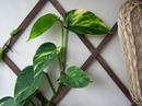 Devils Ivy